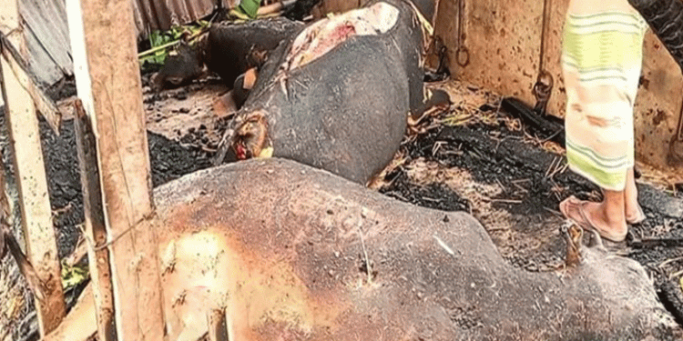 টাঙ্গাইলে গোপালপুরে অ'গ্নিকাণ্ডে কৃষকের ৩ গরু পু'ড়ে ছাই