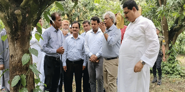 চীনে ১ লাখ ২০ হাজার টন আম রপ্তানির লক্ষ্যে প্রস্তুত চাঁপাইনবাবগঞ্জ
