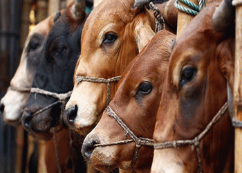 কোরবানির ঈদ ঘিরে ভূরুঙ্গামারীতে প্রস্তুত ৩২ হাজারের বেশি পশু