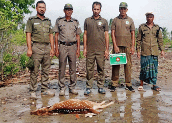 সুন্দরবনে জলোচ্ছ্বাসে বিস্তীর্ণ এলাকা প্লাবিত হরিণ উদ্ধার