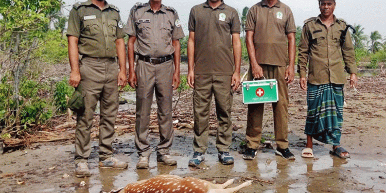 সুন্দরবনে জলোচ্ছ্বাসে বিস্তীর্ণ এলাকা প্লাবিত হরিণ উদ্ধার