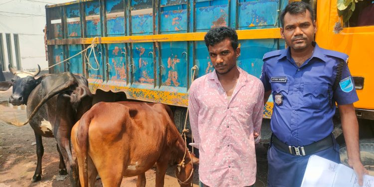 মির্জাপুরে চুরি হওয়া দুই গরুসহ চোর গ্রেপ্তার