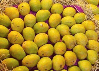 কাতারে প্রথমবারের মতো বাংলাদেশি আম উৎসব ২৫ জুন শুরু