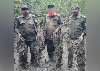 সুন্দরবনে আবারও হরিণ শিকারের ৬ শতাধিক ফাঁদ জব্দ