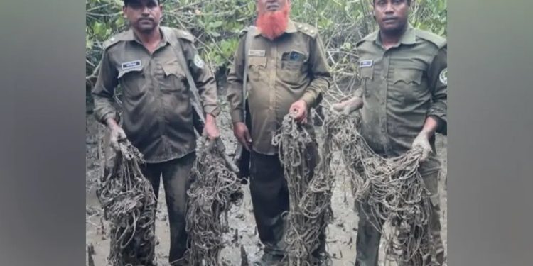 সুন্দরবনে আবারও হরিণ শিকারের ৬ শতাধিক ফাঁদ জব্দ