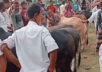 কেন্দুয়ায় কোরবানির পশুর আমদানি চাহিদার চেয়ে বেশি আশাবাদী খামারিরা