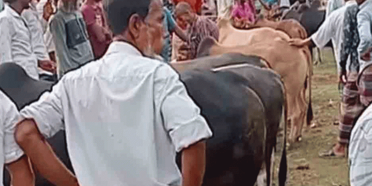 কেন্দুয়ায় কোরবানির পশুর আমদানি চাহিদার চেয়ে বেশি আশাবাদী খামারিরা