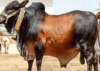 হালাল প্রাণীর কিছু অঙ্গ খাওয়া জায়েজ নয়: ইসলামী দৃষ্টিভঙ্গি