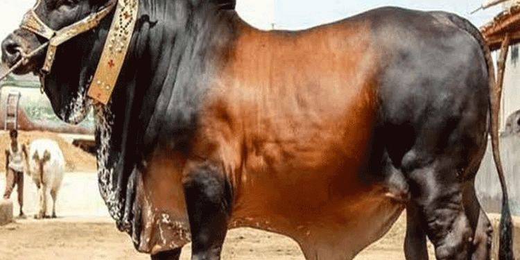 হালাল প্রাণীর কিছু অঙ্গ খাওয়া জায়েজ নয়: ইসলামী দৃষ্টিভঙ্গি