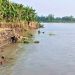 টাঙ্গাইলে যমুনার ভাঙনে ঝুঁকির মধ্যে শিক্ষা প্রতিষ্ঠান ও শত শত পরিবার