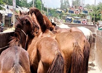 মধুপুরের বনে ঘোড়া জ'বাই করে গরুর মাংস বিক্রির চেষ্টা কসাই আ'টক