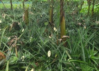 টাঙ্গাইলের মধুপুরে কৃষকের ৫ হাজার আনারস কেটে ফেলল দুর্বৃত্তরা