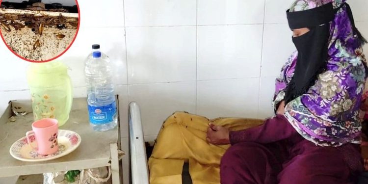 ভোলা সদর হাসপাতালে পোকামাকড়ের উৎপাত চরম অব্যবস্থা