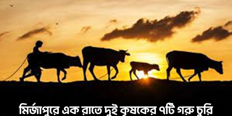 মির্জাপুরে এক রাতে দুই কৃষকের ৭টি গরু চু'রি