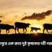 মির্জাপুরে এক রাতে দুই কৃষকের ৭টি গরু চু'রি