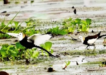 টাঙ্গাইলের বিল-ঝিলে পানির রাজকন্যা জলময়ূর: সুন্দরী পাখির বাঁচাতে জরুরি জলাভূমি সংরক্ষণ