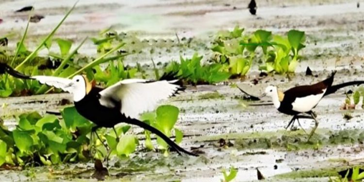 টাঙ্গাইলের বিল-ঝিলে পানির রাজকন্যা জলময়ূর: সুন্দরী পাখির বাঁচাতে জরুরি জলাভূমি সংরক্ষণ