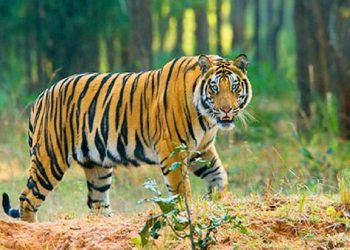 বাঘের সংখ্যা বৃদ্ধির বার্তা নিয়ে বিশ্ব বাঘ দিবস আজ