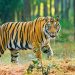বাঘের সংখ্যা বৃদ্ধির বার্তা নিয়ে বিশ্ব বাঘ দিবস আজ