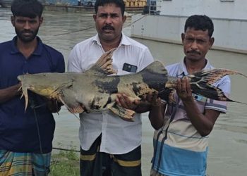 পদ্মায় ধরা ২৯ কেজির বাঘাইড় ৪৩ হাজার টাকায় বিক্রি