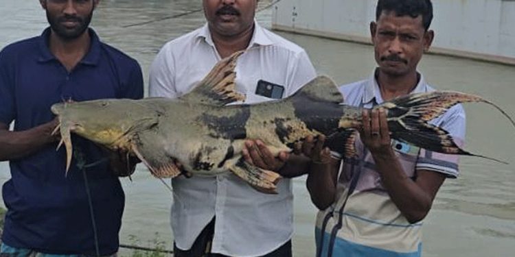 পদ্মায় ধরা ২৯ কেজির বাঘাইড় ৪৩ হাজার টাকায় বিক্রি