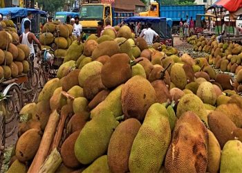 টাঙ্গাইলের সখীপুরে কাঁঠালের জমজমাট বাজার