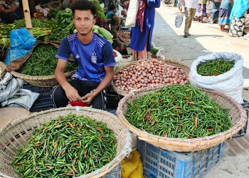 কাঁচা মরিচের আকাশছোঁয়া দাম চাষিদের মুখে হাসি