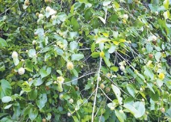 মধুপুর শালবনে বিরল কেলিকদমের খোঁজ, সংরক্ষণে তৎপরতা শুরু