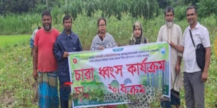 সখীপুরে পরিবেশবান্ধব উদ্যোগ: ৫৩ হাজার ইউক্যালিপটাস ও আকাশমণি চারা ধ্বংস