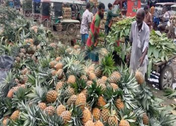 আনারসের রাজত্বে মধুপুর: জমজমাট বাজারে দামেও খুশি কৃষক ও ব্যবসায়ী