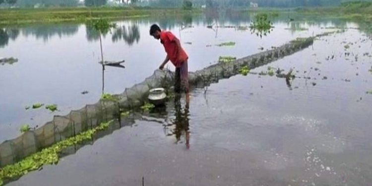 ঘাটাইলে ছড়িয়ে পড়ছে চায়না জাল হু'মকিতে দেশীয় মাছ