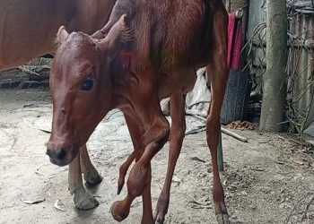 টাঙ্গাইলের গোপালপুরে জন্ম নিল পাঁচ পায়ের বিরল গরুর বাছুর