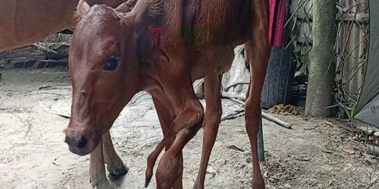 টাঙ্গাইলের গোপালপুরে জন্ম নিল পাঁচ পায়ের বিরল গরুর বাছুর