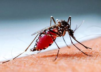 ২৪ ঘণ্টায় ডেঙ্গুতে ৪ জনের মৃ'ত্যু আক্রান্ত ৩১৯