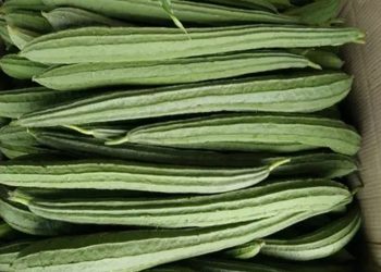 ওজন কমানো থেকে হজম ঠিক রাখা—ঝিঙার পুষ্টিগুণ জানেন?