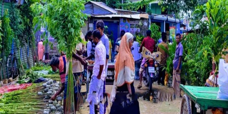 টাঙ্গাইলে নিষিদ্ধ ইউক্যালিপটাস-আকাশমণি চারা বিক্রি চলছে অবাধে