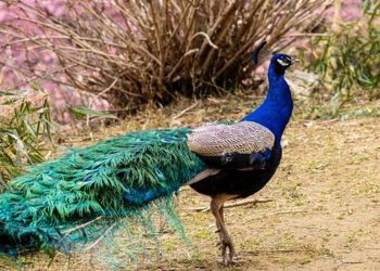 মধুপুর শালবনে ফের ময়ুরের কলরব ডিম ও বাচ্চা দিয়ে ফিরছে প্রাণ