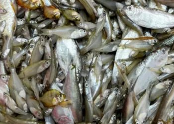 ছোট মাছ খেলে মিলবে যেসব উপকার