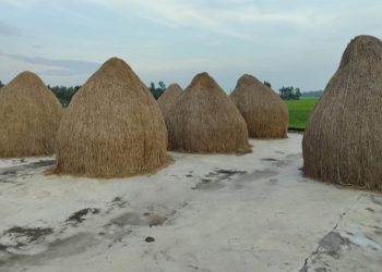কালিহাতীতে গ্রামীণ কৃষকের শৈল্পিক খড় সংরক্ষণ নজর কাড়ছে নিখুঁত সাজ