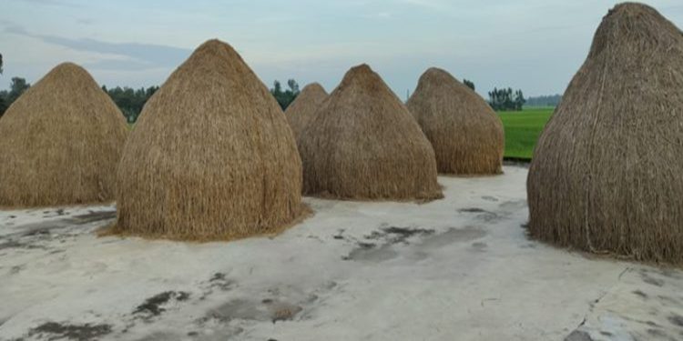 কালিহাতীতে গ্রামীণ কৃষকের শৈল্পিক খড় সংরক্ষণ নজর কাড়ছে নিখুঁত সাজ
