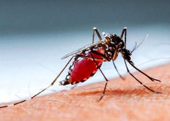 ২৪ ঘণ্টায় ডেঙ্গুতে ৩ জনের মৃ'ত্যু