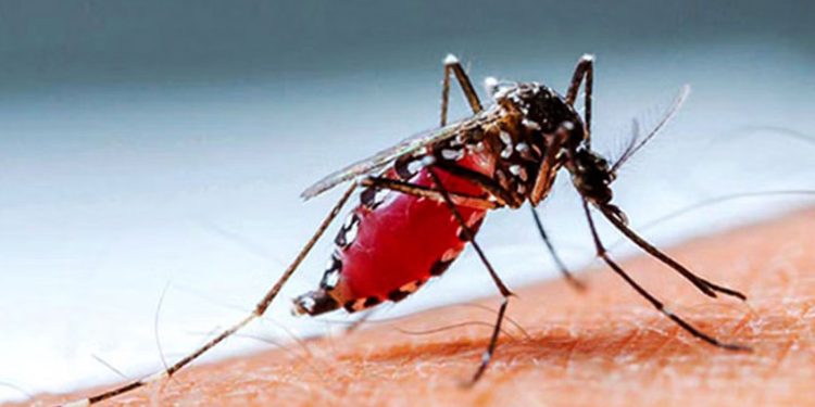 ২৪ ঘণ্টায় ডেঙ্গুতে ৩ জনের মৃ'ত্যু