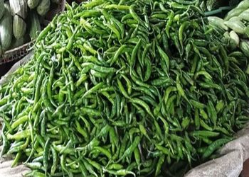 ঘাটাইলে কাঁচা মরিচের দাম কেজি ৪০০ টাকা ভোক্তাদের চরম ভোগান্তি