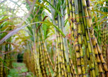 টাঙ্গাইলে আখের বাম্পার ফলন দাম ভালো খুশি কৃষক ও ক্রেতারা