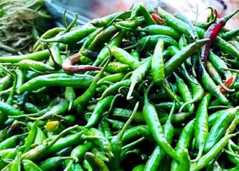 সরবরাহ বৃদ্ধি কাঁচা মরিচের দাম মণ প্রতি ৪ হাজার টাকা কমেছে