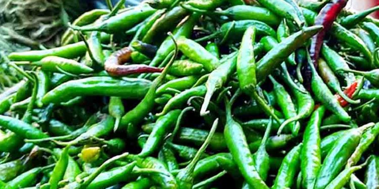 সরবরাহ বৃদ্ধি কাঁচা মরিচের দাম মণ প্রতি ৪ হাজার টাকা কমেছে