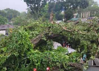 গোপালপুরে শতবর্ষী বটগাছ ভেঙে আ'হ'ত ১৭ ক্ষতিগ্রস্ত ১৫ দোকান
