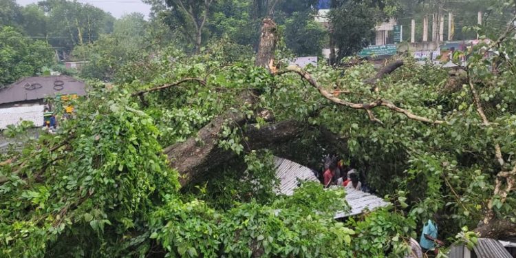 গোপালপুরে শতবর্ষী বটগাছ ভেঙে আ'হ'ত ১৭ ক্ষতিগ্রস্ত ১৫ দোকান