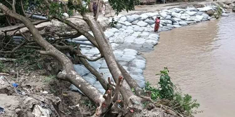 পদ্মা নদীর ভাঙনে দৌলতদিয়ার তিন ফেরিঘাট ঝুঁকিতে আতঙ্কে স্থানীয়রা