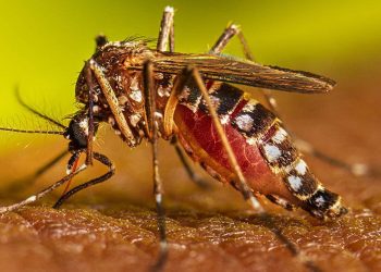 ২৪ ঘণ্টায় ডেঙ্গুতে ৩ মৃ'ত্যু, হাসপাতালে ভর্তি ৬৮৫ জন